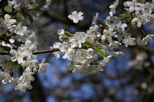 Low angle view of white blossoms on a large cherry tree. Spring morning.