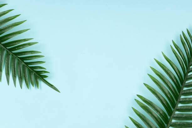 istock Tropical green palm leafes on blue background 2148744110