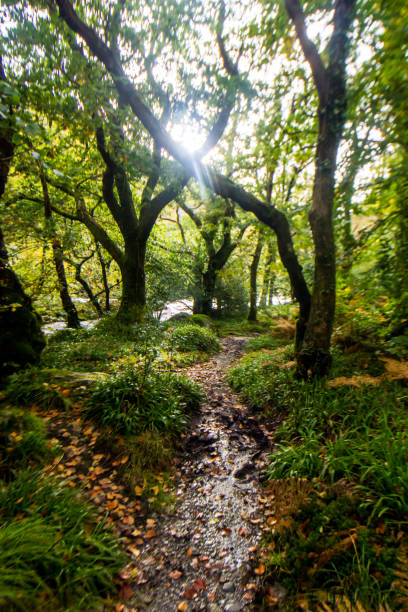The Ancient Atlantic Oakwoods of Eryri are known as Celtic Woods, and are a very rare habitat consisting of Oak, ash, Rowan and Hazel trees, and are found exclusively along the high Rainfall western shores of the British Isles.