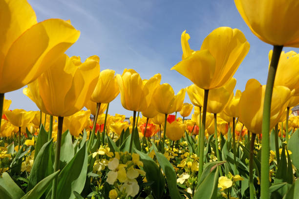 Bright yellow triumph tulip in flower with a blue sky background.