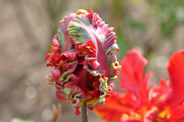 Red parrot tulip, tulipa rococo in flower.