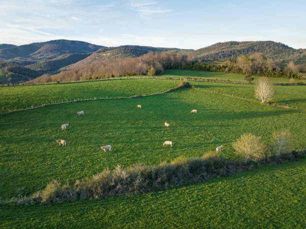 istock Pyrenean breed cows grazing freely. Aezkoa Valley, Navarrese Pyrenees 2148744377