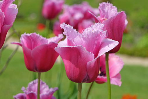 Purple and pink fringed tulip, tulips Louvre in flower.