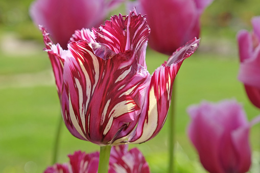 Broken, variegated Purple and cream fringed tulip, tulipa Louvre in flower.