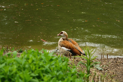 The Egyptian goose sits on green grass with little gosling. Alopochen aegyptiaca beautiful portrait.