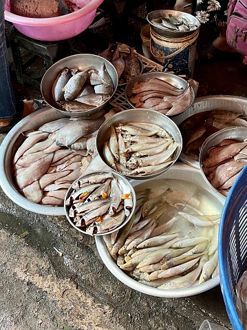 Fresh fish displayed in water bowls in a market in Kampot, Cambodia