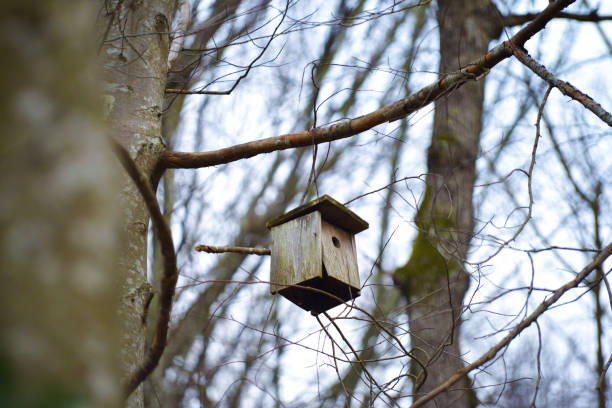 A rustic wooden bird nest nestled among the branches and foliage of the forest, providing a cozy shelter for birds.