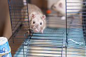 Domestic rat in a cage holds food with its paws and eats.