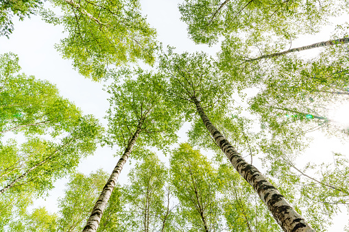 Gazing up at a canopy of birch trees with green leaves against a clear white sky, surrounded by terrestrial plants, grass, and wooden trunks