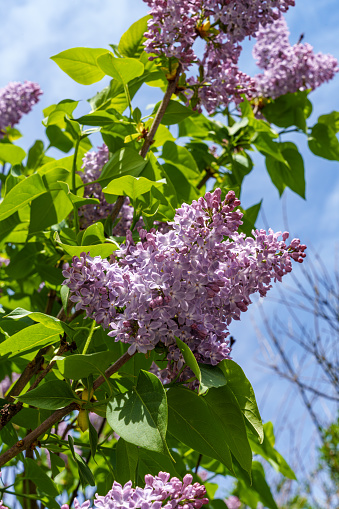 A closeup of a lilac flower against a backdrop of a clear blue sky. The delicate blossom stands out against the vibrant colors of the sky, creating a peaceful and beautiful scene