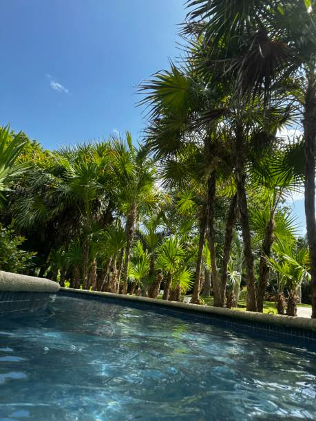 istock Pool view over palms and blue skies 2148746391