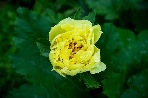 Blooming yellow peony 'Garden treasure' in the garden. Selective focus.