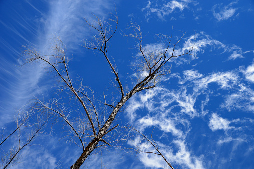 Leafless, bare tree standing out starkly against deep blue summer sky with few fluffy clouds.
