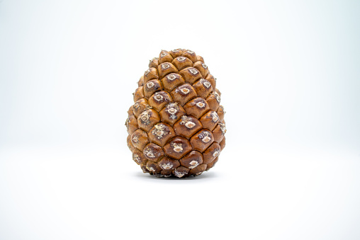A rustic pine cone rests gracefully on a white background, showcasing the intricate beauty of nature's design.