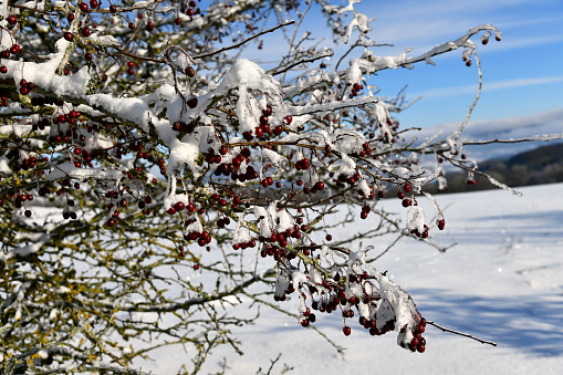 Rose hip in the snow. Rose hip berries in winter.