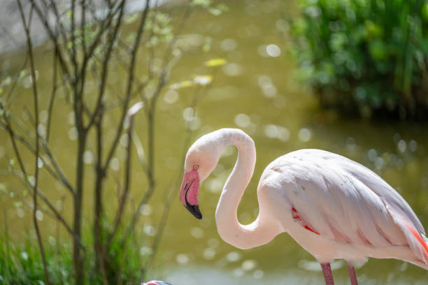 istock PINK FLAMINGO PHOENICOPTERUS ROSEUS 2148746906