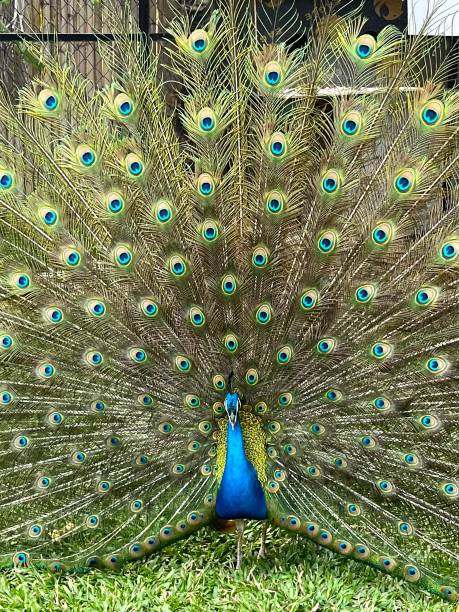 istock Close up image of a peacock showing off its feathers in a grand display 2148746919