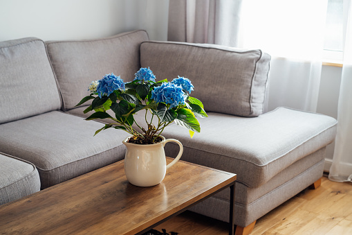 Couch Pot Ceramic Pot With Blue Hydrangea Flowers Bouquet On Coffee Table With ...