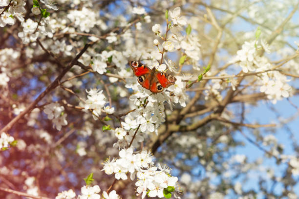 Red, beautiful butterfly sitting on the blooming tree branch