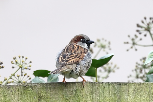 A close up image of an adult male house sparrow drinking perched on a garden fence in northern England.
