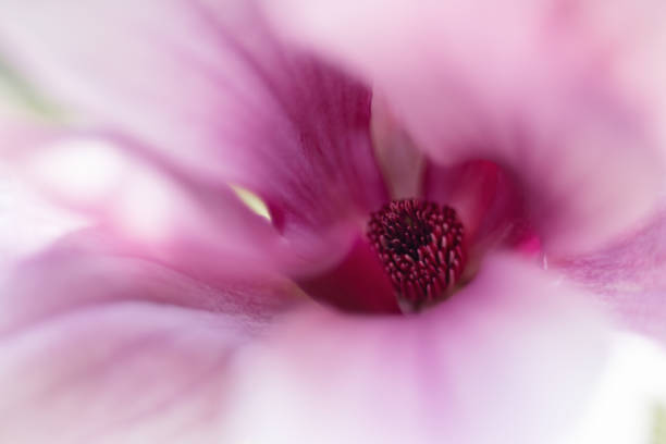 Pink magnolia flower, background, wallpaper