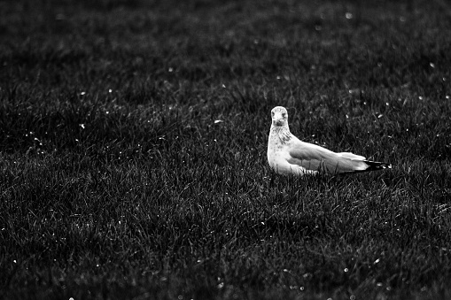 A black and white side portrait of a white mew, seagull or gull seabird sitting in the green grass of a meadow on the countryside. The feathered animal is looking around searching for food.