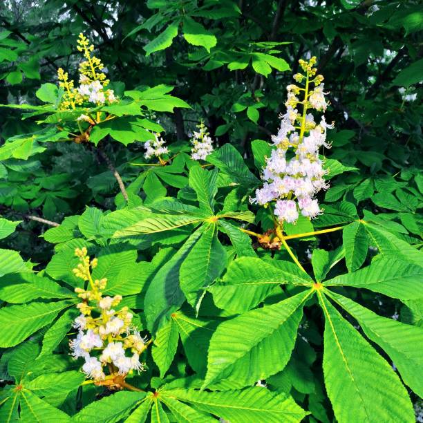 A general view of the beautiful horse chestnut flowers in the park.