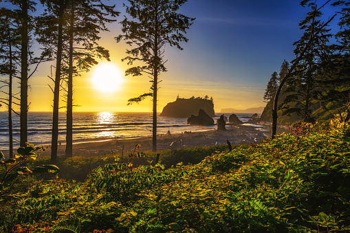 Colorful sunset through the trees at Ruby Beach with piles of deadwood and sea stacks in Olympic National Park, Washington state, USA