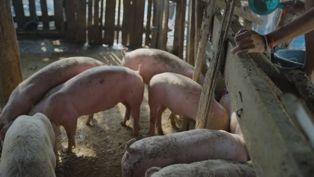 Breeder pig group with dirty snout on a farm in a pigsty animal farm indoor