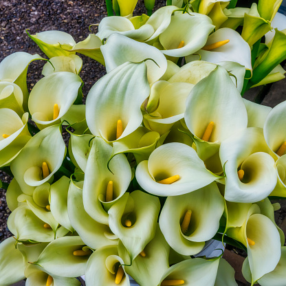 A bouquet of calla lilies- full frame