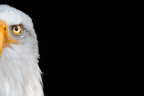istock Portrait of an bald eagle 2148749841
