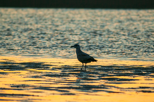 Herring gull silhouette at sunset on the North Sea beach of Texel. Beach holiday feeling during golden hour on the North Sea beach of Texel