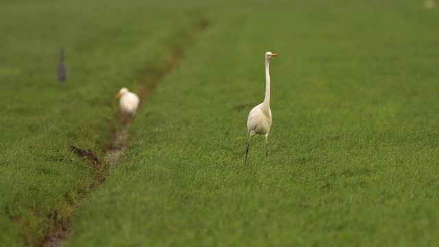 A great egret (Ardea alba) hunting in a meadow with other egrets in the background - slow motion
