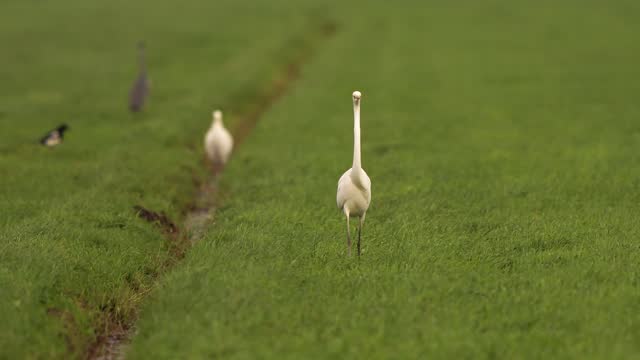 A great egret (Ardea alba) hunting in a meadow with other birds in the background - slow motion