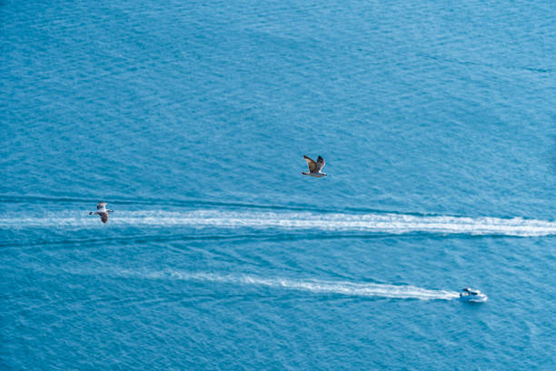An osprey hovers above rough waves off Byron Bay, Australia.