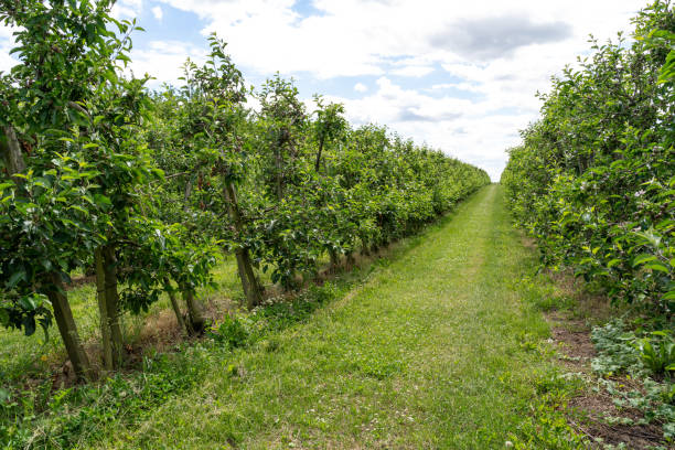 istock Ochard with many apple trees in spring 2148750791