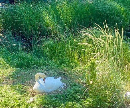 A graceful swan rests regally amidst lush green grass, its elegant form a striking contrast against the verdant backdrop. With feathers ruffled and eyes serene, it exudes an aura of tranquility and poise, embodying the epitome of natural grace. As it peacefully surveys its surroundings, the swan adds a touch of beauty and serenity to the vibrant landscape.