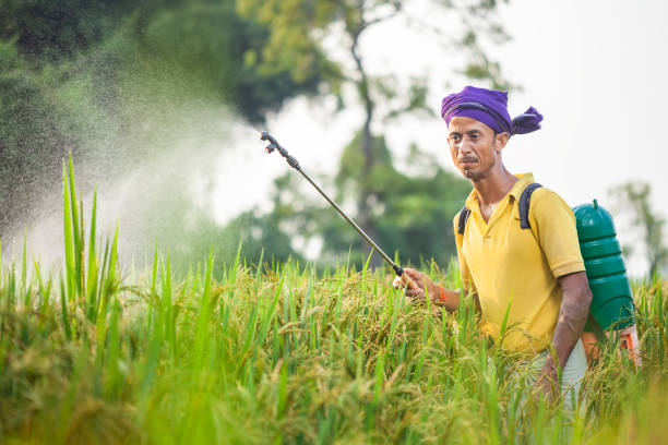 istock indian farmer practicing non-organic paddy farming by using fertilizer in the cereal crops field 2148752049