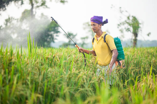 istock young indian farmer spraying insecticides in the paddy agricultural field by using a sprayer machine 2148752063
