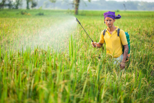 istock indian farmer spraying herbicides in the paddy cereal plants using crop sprayer 2148752080