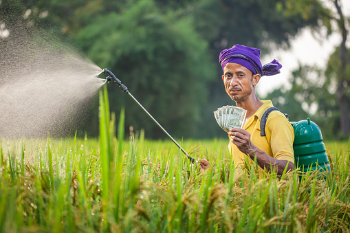 indian currency, money, farmer, saving, paddy field, rice farming, wages