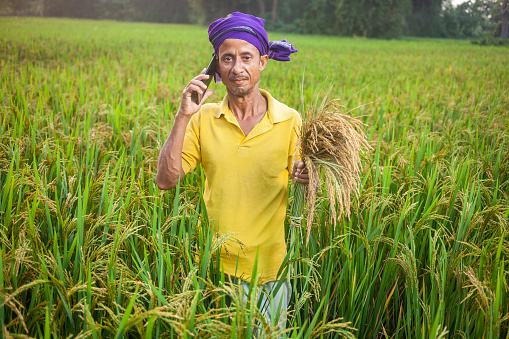 rural technology, farmer, senior, talking, mobile phone, paddy crops, farming