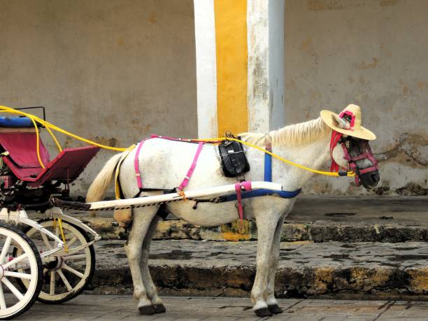 istock White horse with a straw hat pulling a cart, Mexico 2148752268