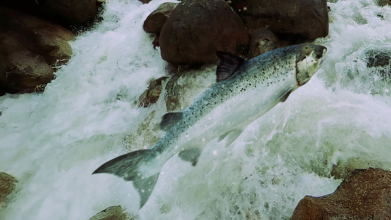 A big Chinook Salmon jumps out of the Feather River in the Fall of 2022