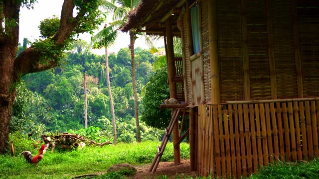 A small bamboo hut with a thatched roof against the background of the rainforest and green palm trees on the plot chickens are walking