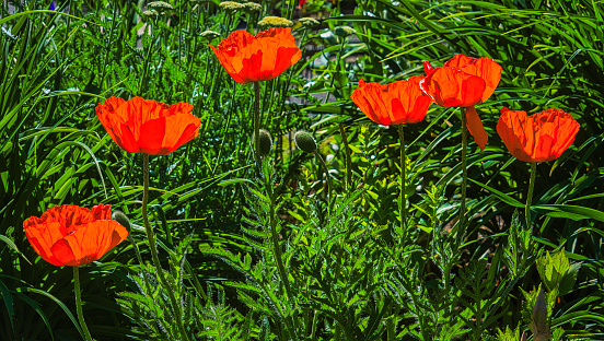 A close up grouping of six blooming back lit orange Oriental poppies growing in a Cape Cod garden