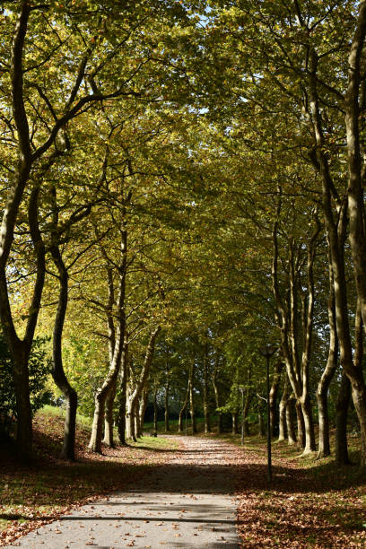 istock Alley in a park with trees in autumn 2148753635