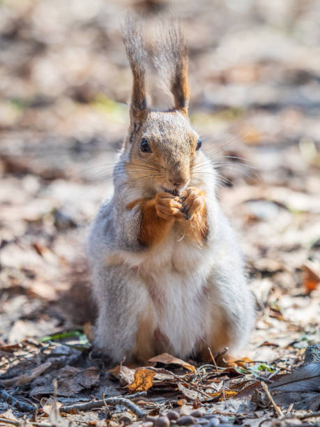 istock Squirrel in autumn or spring with nut on the green grass with fallen yellow leaves 2148753758