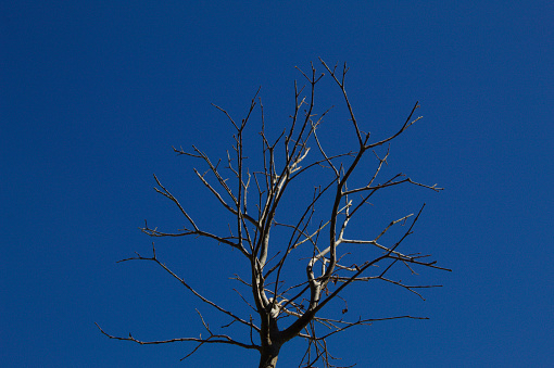 Tree with dry branches and blue sky background