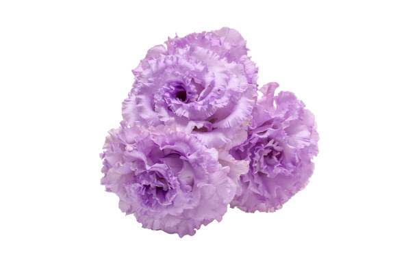 istock Bouquet of purple Lisianthus isolated a white background. 2148754178